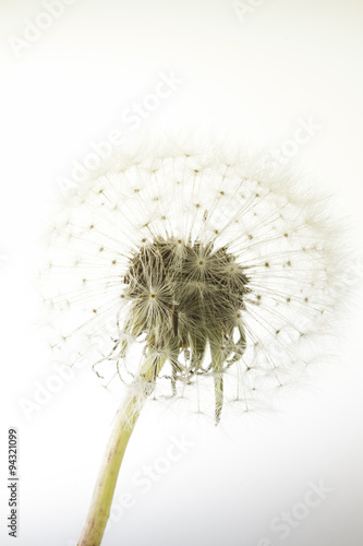 macro of an overblown fluffy dandelion
