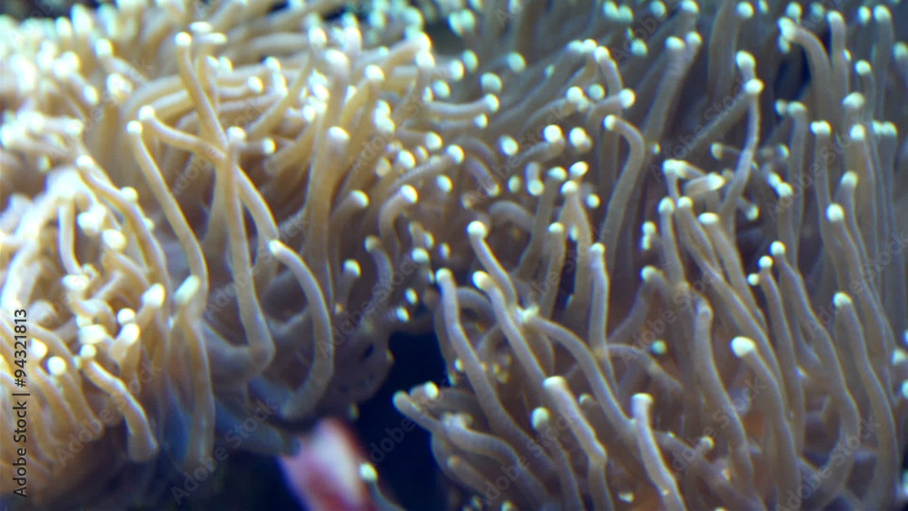 The wavy coral under the sea. These white corals makes the habitat of the fishes The wavy coral under the sea. These white corals makes the habitat of the fishes
