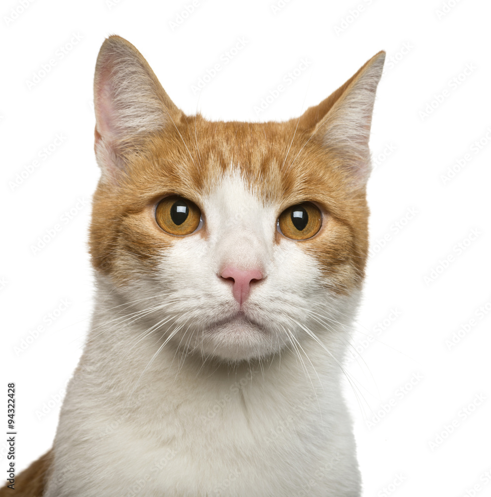 Close-up of a cat in front of white background
