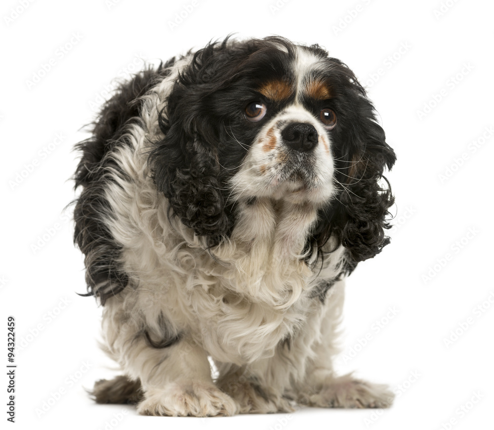 Old Cavalier King Charles in front of white background