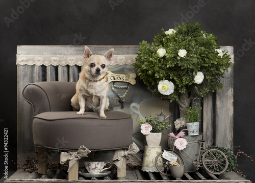 Chihuahua in front of a rustic background