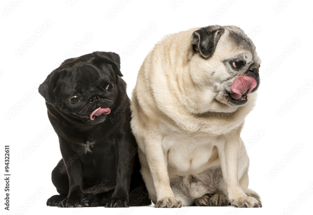 Fototapeta premium Two funny Pugs in front of white background