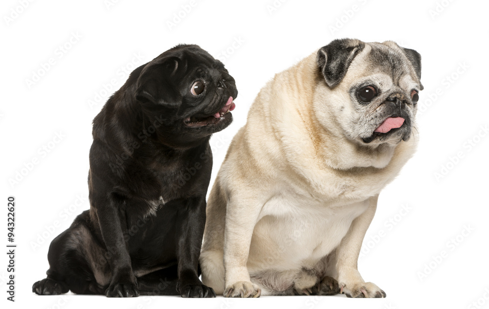 Fototapeta premium Two funny Pugs in front of white background
