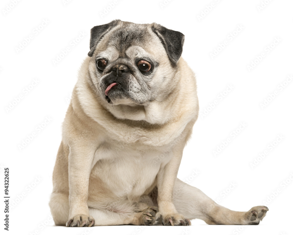 Handicapped Pug sitting in front of white background