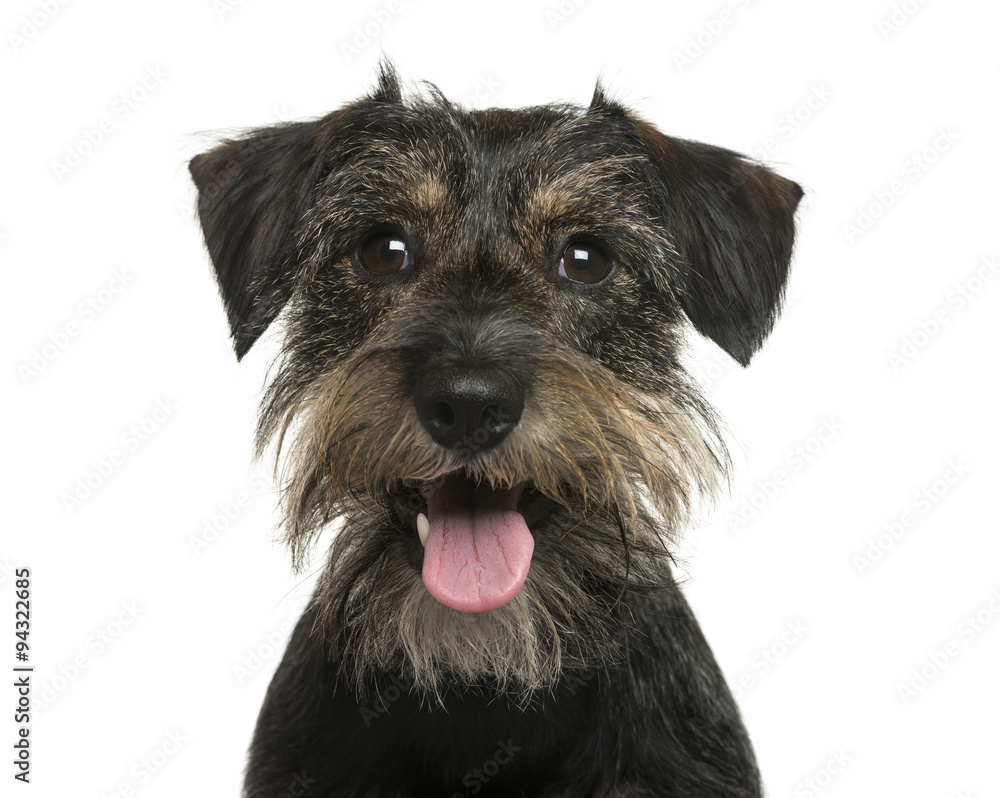 Close-up of a Crossbreed dog in front of white background