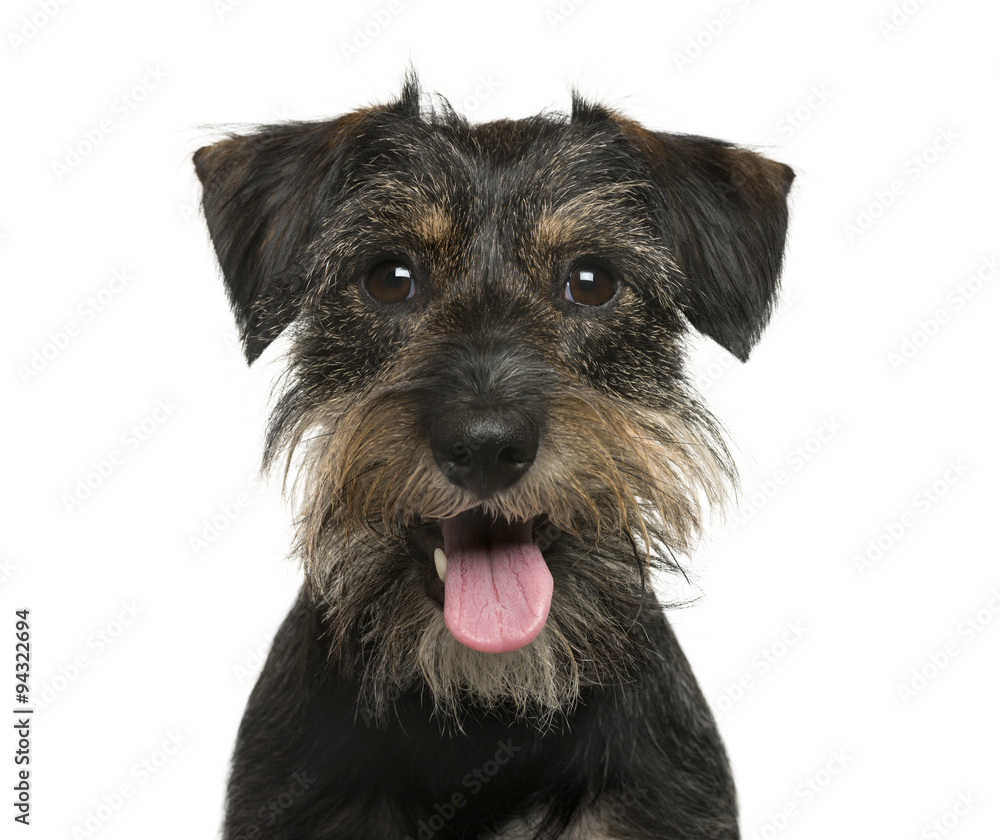 Close-up of a Crossbreed dog in front of white background Close-up of a Crossbreed dog in front of white background