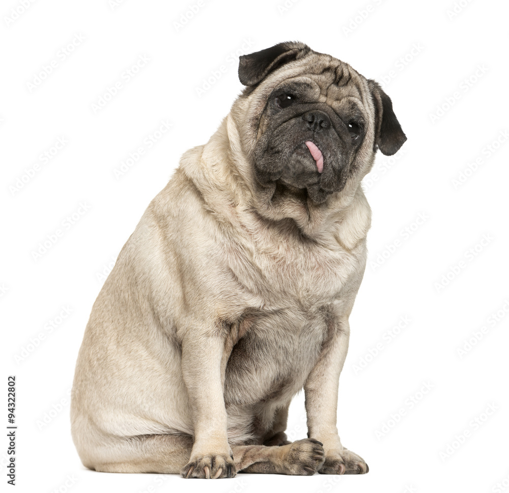 Old Pug sitting in front of white background