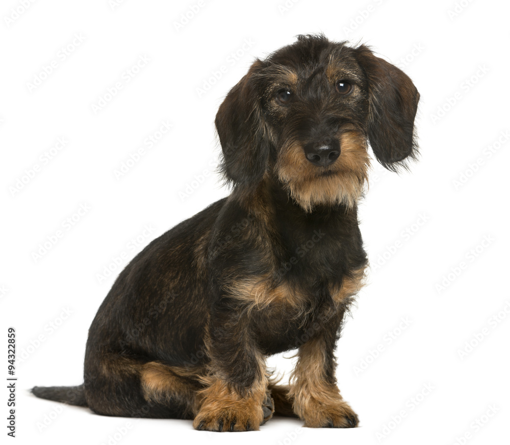 Dachshund sitting in front of white background Dachshund sitting in front of white background