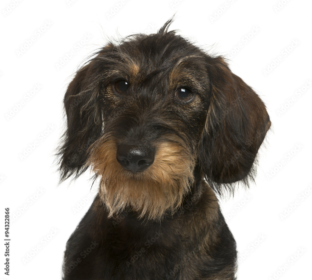 Close-up of a Dachshund in front of white background