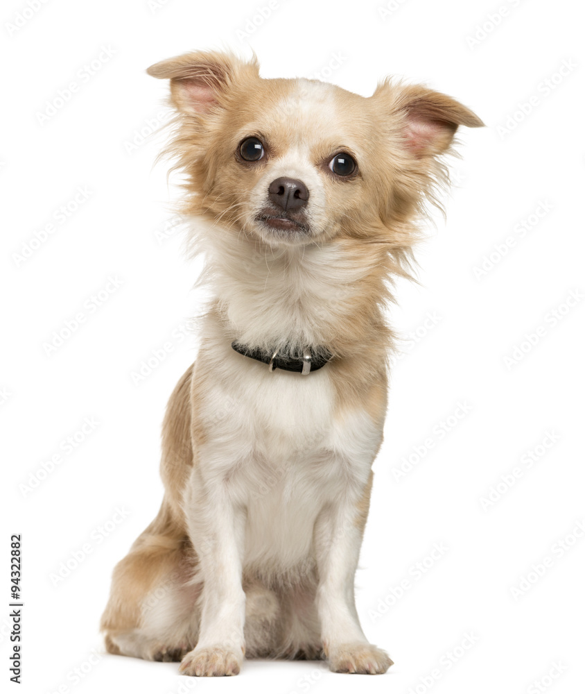 Chihuahua sitting in front of white background Chihuahua sitting in front of white background