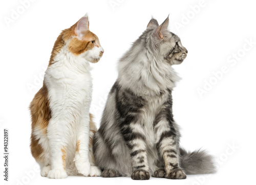 Fototapeta Naklejka Na Ścianę i Meble -  Two Maine Coons sitting in front of a white background