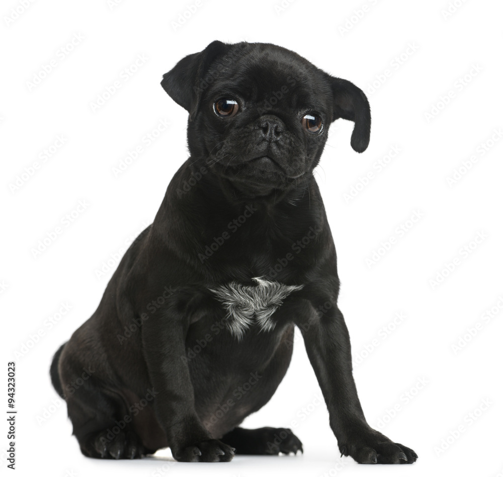 Pug puppy sitting in front of a white background