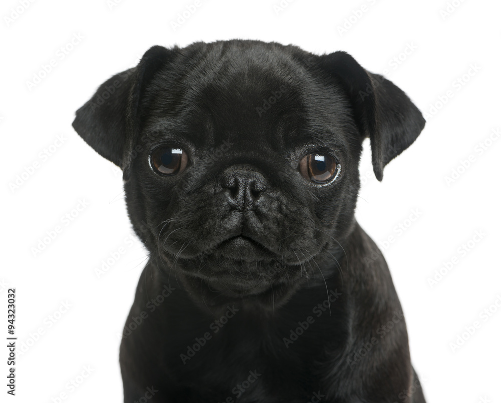 Close-up of a Pug puppy in front of a white background