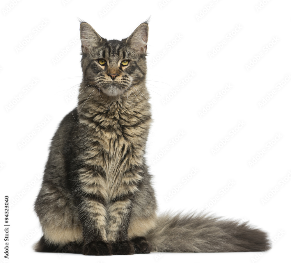 Maine Coon sitting in front of a white background