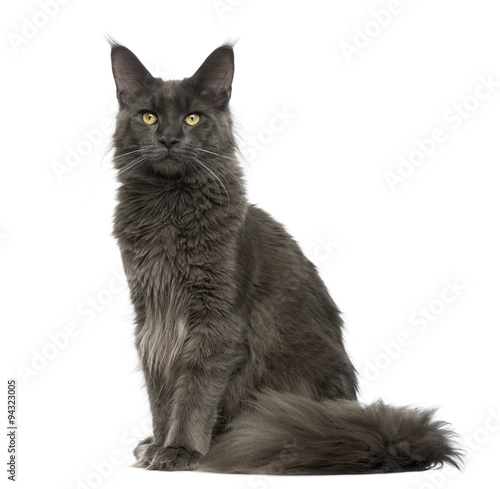 Fototapeta Naklejka Na Ścianę i Meble -  Maine Coon sitting in front of a white background