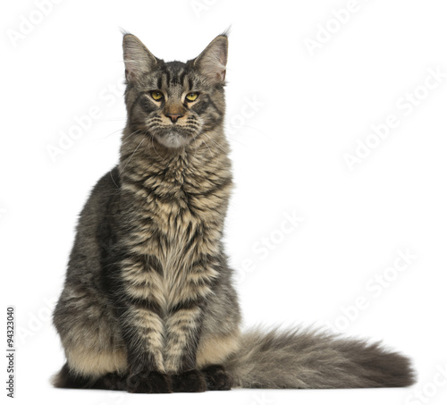 Maine Coon sitting in front of a white background