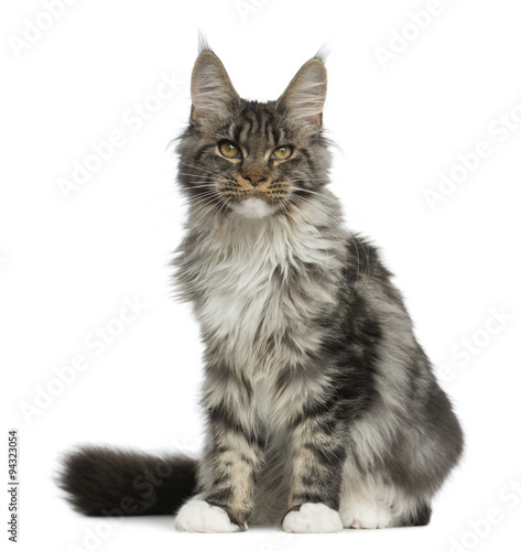 Maine Coon sitting in front of a white background