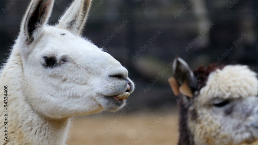 Two white Llamas munching something on their mouth. The llama is a domesticated South American camelid widely used as a meat and pack animal by Andean cultures since pre-Hispanic times. Two white Llamas munching something on their mouth. The llama is a domesticated South American camelid widely used as a meat and pack animal by Andean cultures since pre-Hispanic times.