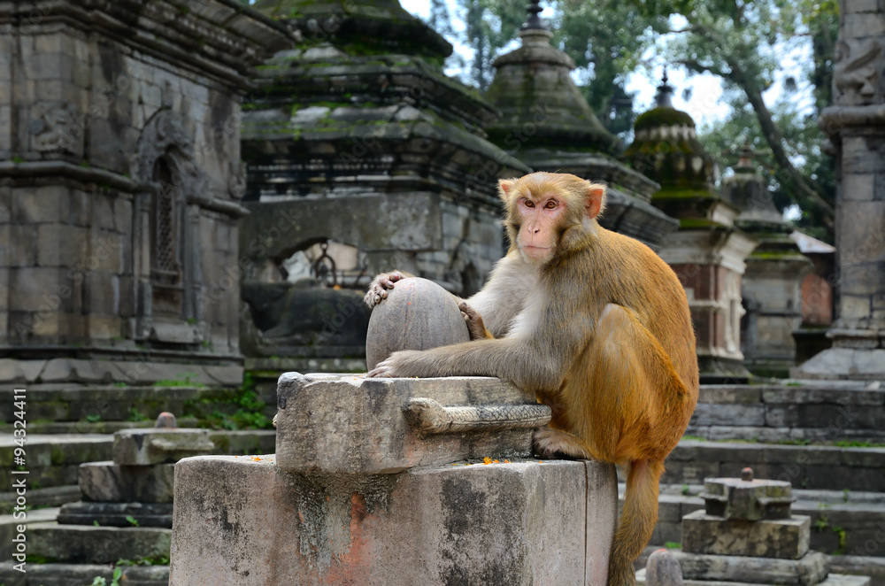 Obraz premium Monkey Temple