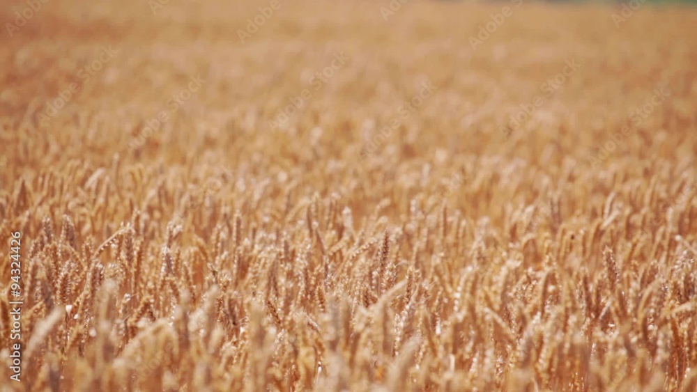 Agriculture: Wheat field -plants waving at wind; harvest is about to start; Agriculture: Wheat field -plants waving at wind; harvest is about to start;