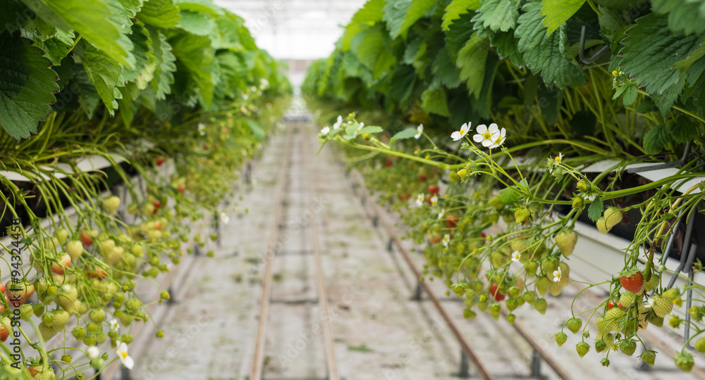 Strawberry runners in long rows in a horticulture company