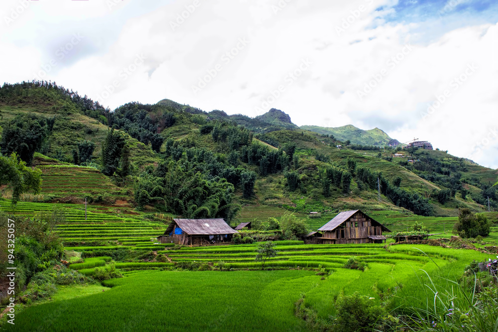 Rice fields in Sapa village, Vietnam.