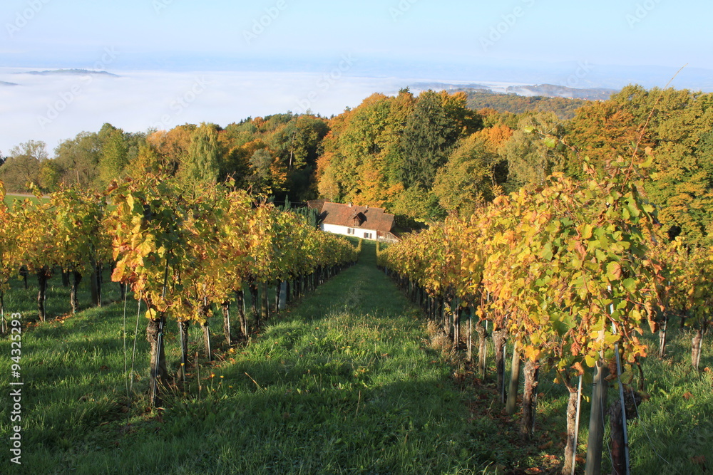 Fototapeta premium Weingarten Wildon 2015 8