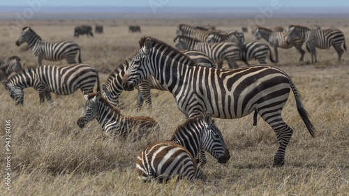 Grasende Zebras in der Serengeti