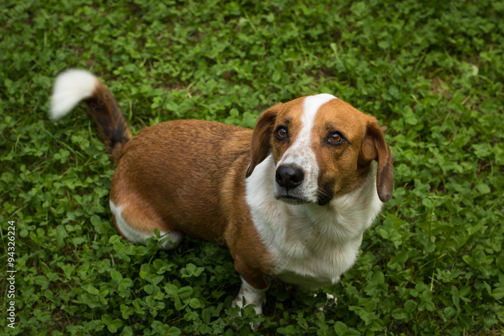 Dog sits on clover lawn