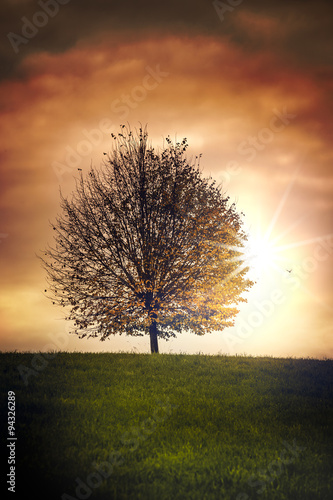 Herbstlicher Baum mit Sonnenstrahlen