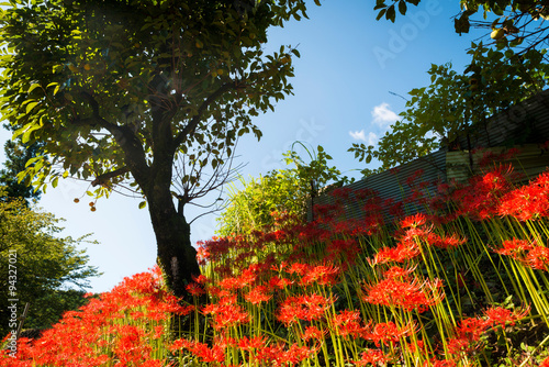 Amaryllis and wood