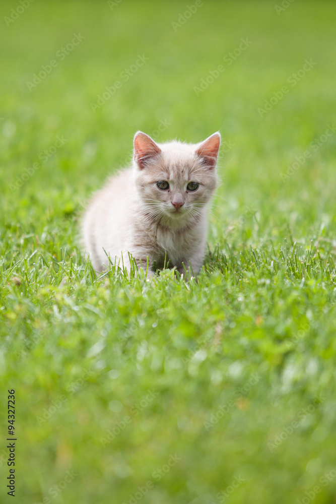 Cute cat on the grass