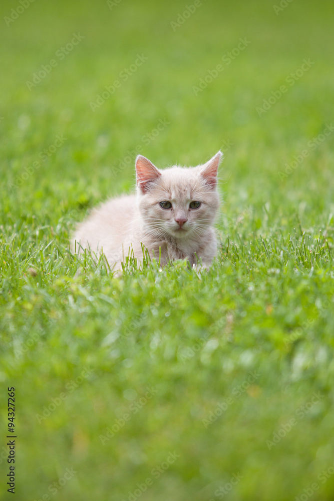 Cute cat on the grass