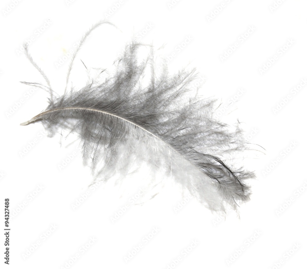 Fluffy feather isolated on white background Fluffy feather isolated on white background