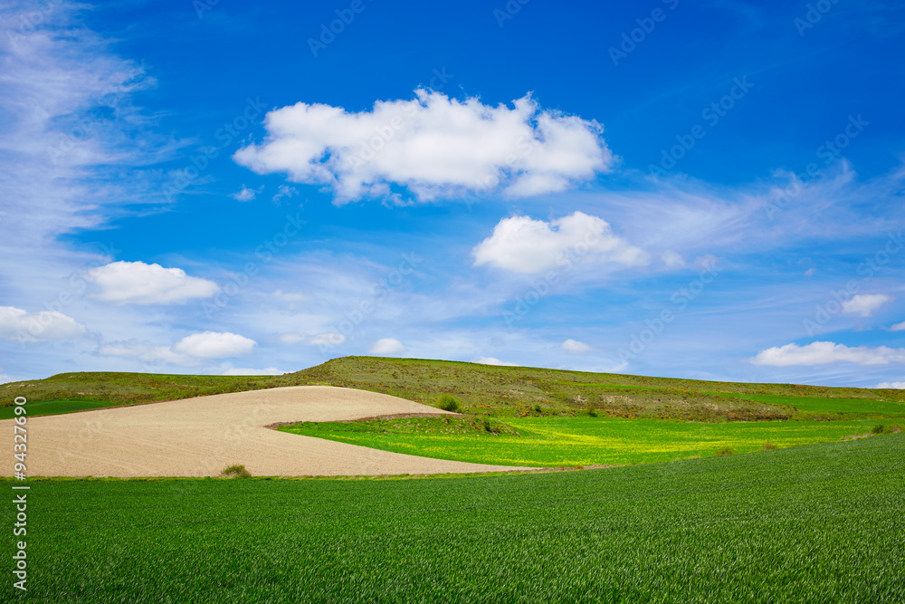 Fototapeta premium Cereal fields by The Way of Saint James in Castilla