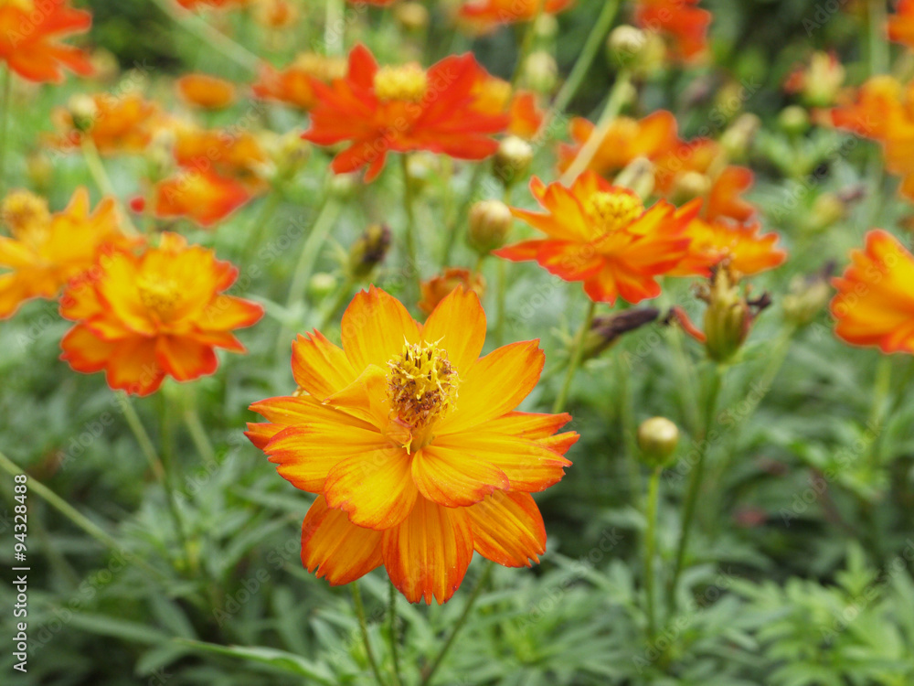 closeup orange cosmos flower closeup orange cosmos flower