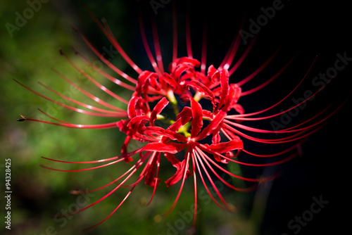 Cluster amaryllis