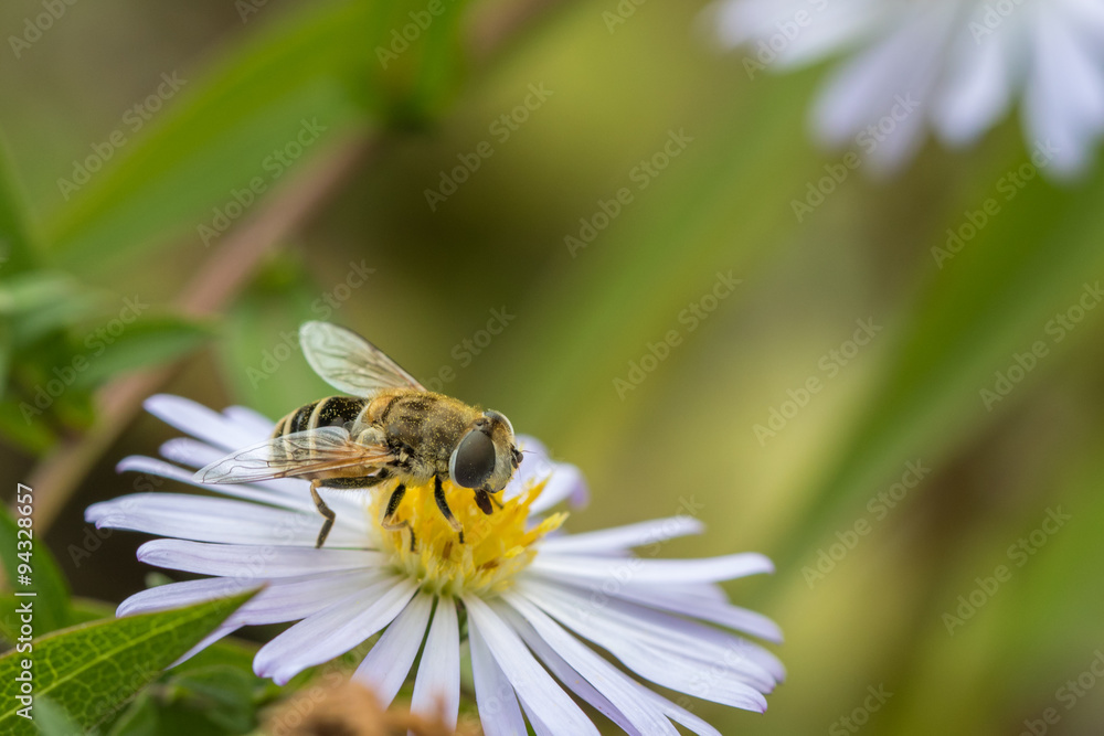 Hoverfly on white flower Hoverfly on white flower