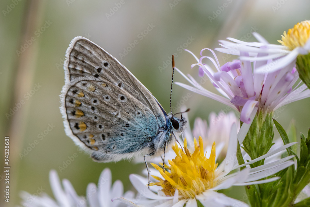 Fototapeta premium Common blue butterfly on wild flower