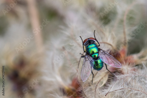 Green bottle fly photo