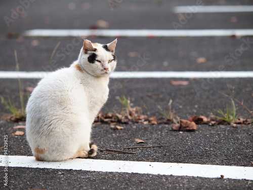 駐車場の猫 