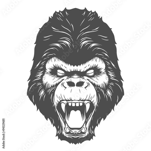 Gorilla head illustration