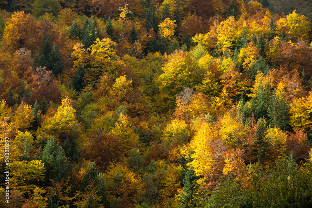 Herbstwald