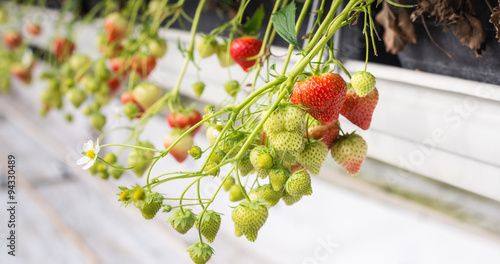 Ripening strawberries from close