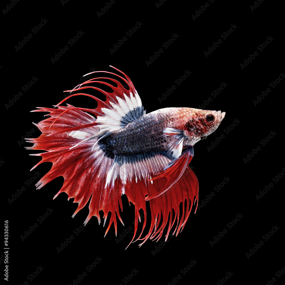 Fototapeta premium betta fish, siamese fighting fish isolated on black