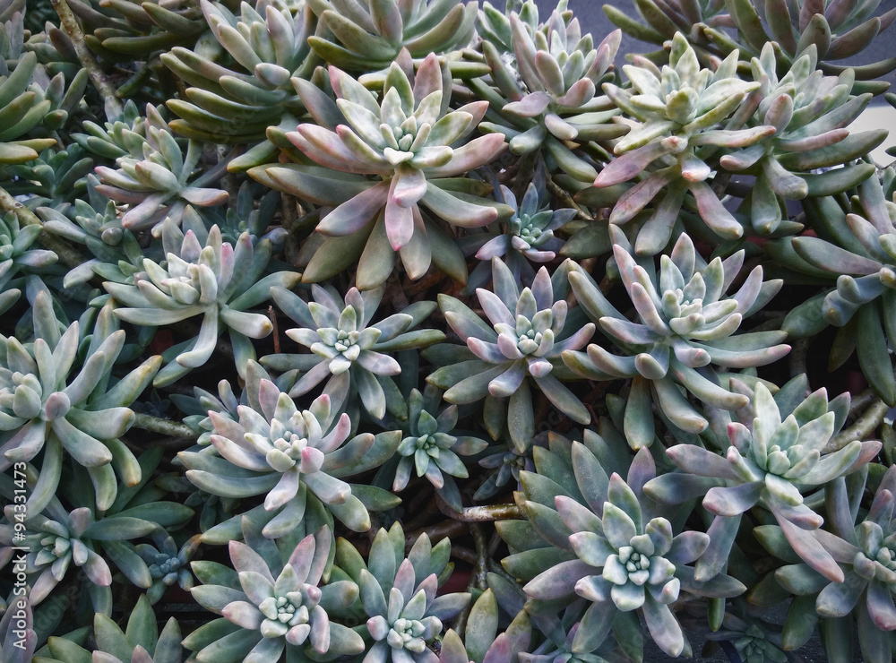 Pianta grassa Pachyveria Pianta grassa Pachyveria