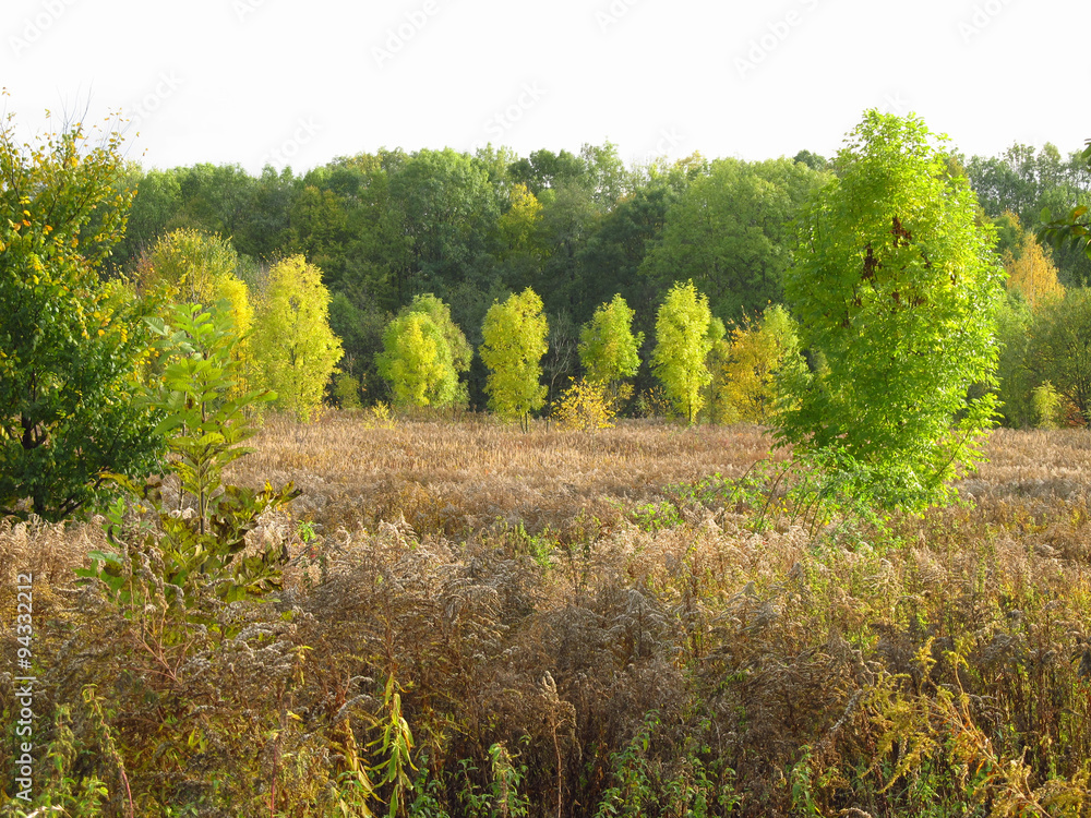 trees with green leaves growing among brown sear plants in early autumn