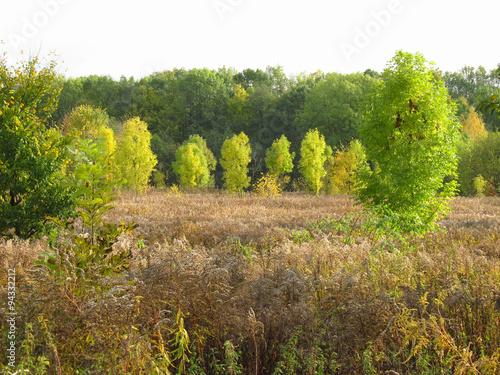 Fototapeta Naklejka Na Ścianę i Meble -  trees with green leaves growing among brown sear plants in early autumn