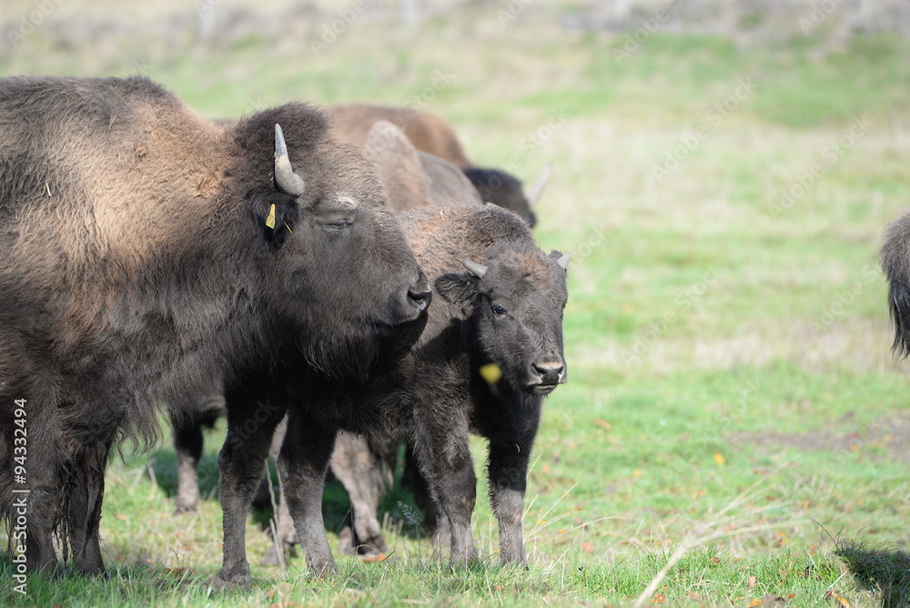 Bisonherde, Bisons auf der Weide