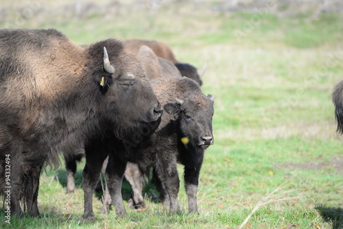 Bisonherde, Bisons auf der Weide © Grubärin